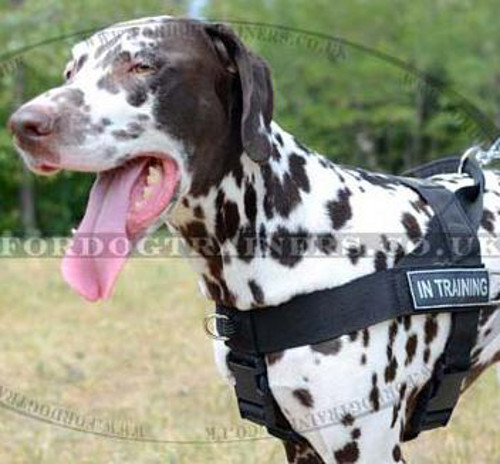 K9 Training Dog Harness for Dalmatian