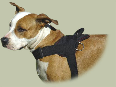 Super Harness for Pitbull Training | Pitbull Harness UK