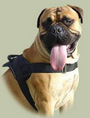 Bullmastiff Harness UK Bestseller | New Dog Harness with Handle