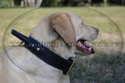 Labrador Collar UK Bestseller | Dog Collar with Handle