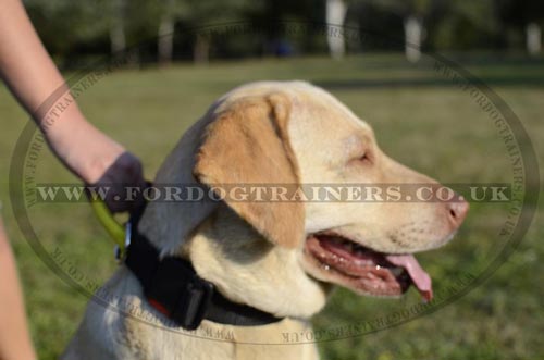 Nylon Dog Collar with Handle for Labrador Retriever