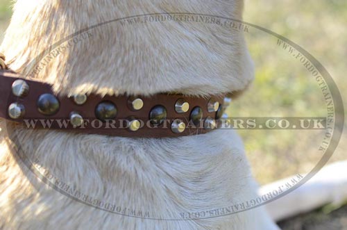 Labrador Walking Dog Collar | Leather Dog Collar for Labrador