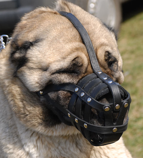 leather dog muzzle