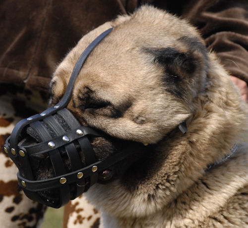Soft Padded Leather Dog Muzzle for Caucasian Shepherd - Click Image to Close