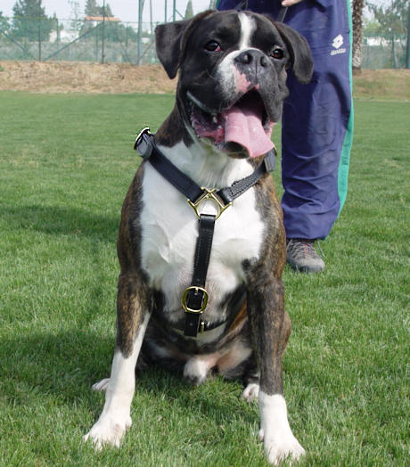 Boxer Harness UK