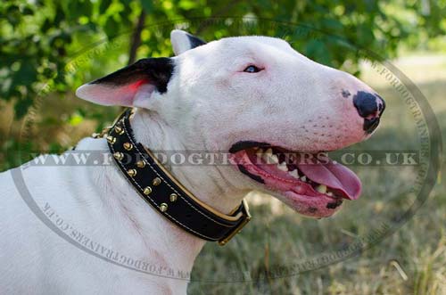 Luxury Dog Collar for English Bull Terrier | Spiked Dog Collar