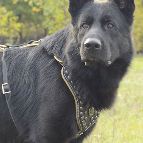 German Shepherd Leather Dog Harness with Brass Studs and Padded