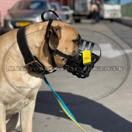 Padded Leather Dog Muzzle for Bullmastiff Muzzle Size