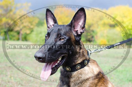 New Dog Collars, Strong Nylon | Belgian Shepherd Malinois Collar