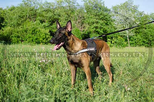 Malinois Harness with Reflective Trim | Nylon Dog Harness