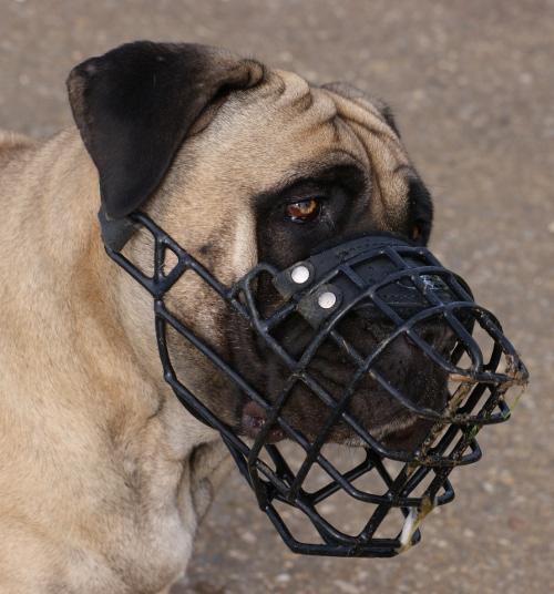 Wire Dog Muzzle Boerboel Mastiff Training | Rubber Dog Muzzle UK