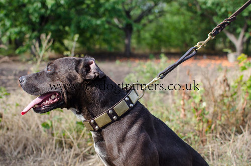 Dog Collars for Pitbulls Bestseller | Pitbull Collars Best Style