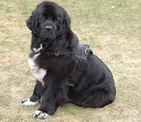 Newfoundland Harness