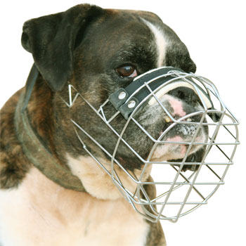 Boxer muzzle