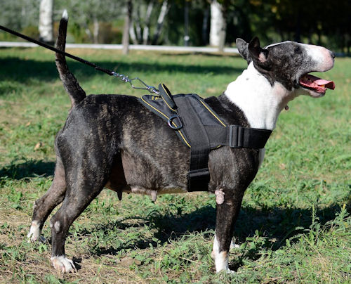 Dog Harness for English Bull Terrier | Nylon Dog Harness UK