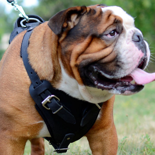 Padded Dog Harness for English Bulldog