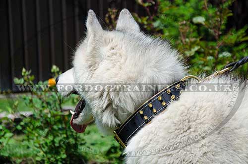 Padded Dog Collar with Brass Spikes | Husky Collar