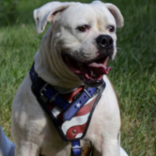 American Bulldog Harness UK Luxury Style, Handpainted