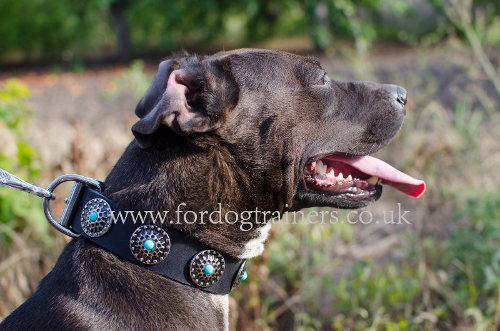 Pitbull Leather Dog Collar with Blue Stones