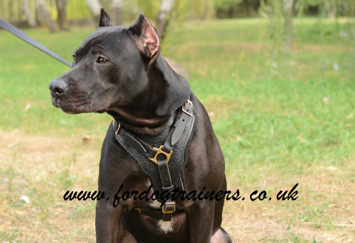 Pitbull Harnesses UK Bestsellers | Harness for Pitbull, Handmade