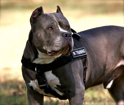 Pitbull Harness UK for Dog Training | Nylon Harness for K9 Dogs