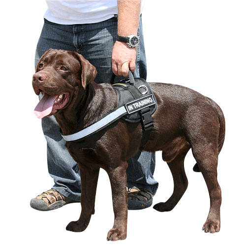 Harness for Labrador | Reflective Dog Harness with Sigh Patches