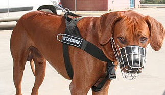 Rhodesian Ridgeback Harness UK