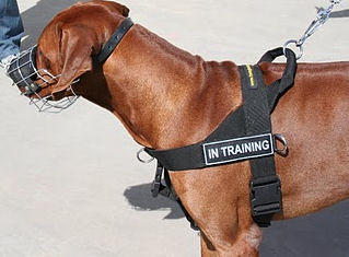 Rhodesian Ridgeback Dog Harness, UK - Better Control and Comfort - Click Image to Close