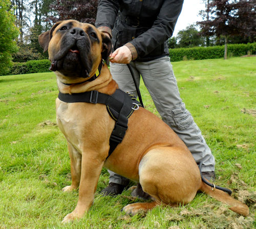 Nylon Dog Harness for Boerboel | Large Dog Harness for Mastiff