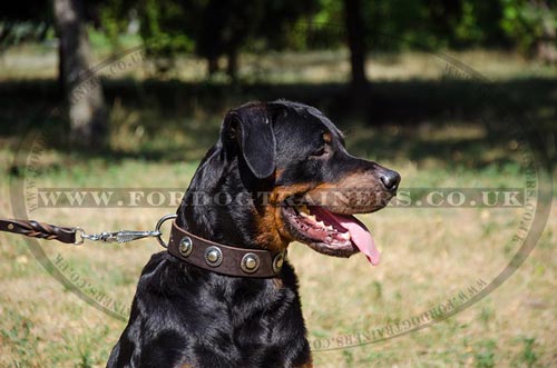 Elegant Leather Dog Collars with Round Plates for Rottweiler