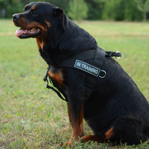 Rottweiler Harness UK Bestseller | Non Pull Dog Harness - Click Image to Close