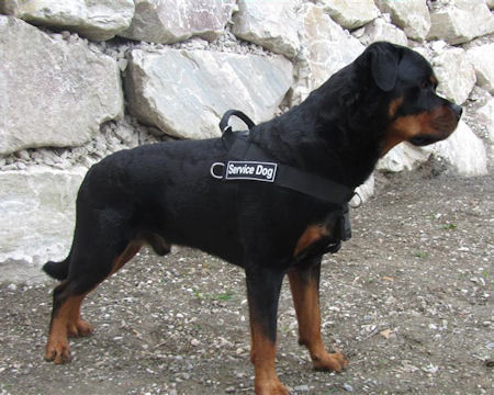 Rottweiler Harness UK