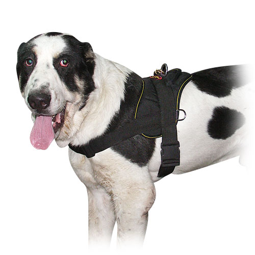 Large dog harness for Sarmatian Mastiff