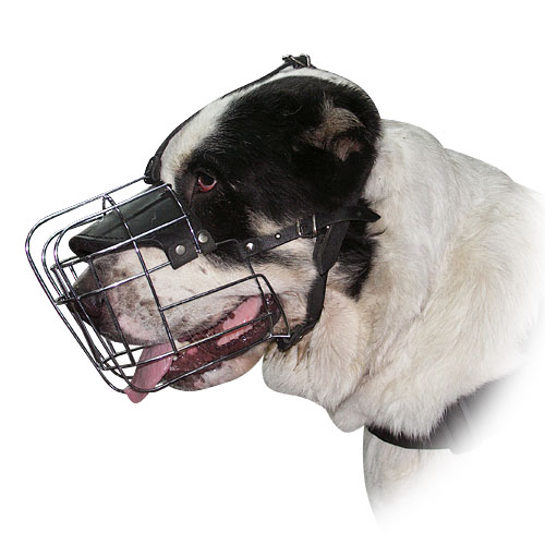 The Best Wire Dog Muzzle for Sarmatian Mastiff