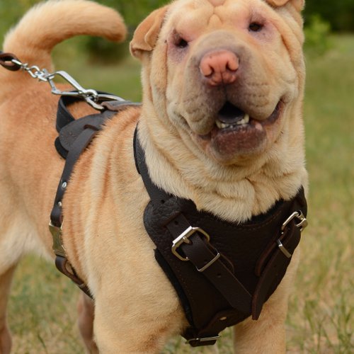 shar pei dog breed