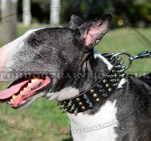 Spiked Design Leather Dog Collar for Bull Terrier