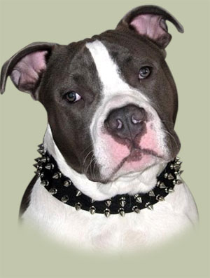 Leather Two-Rows Spiked Dog Collar for Pitbull
