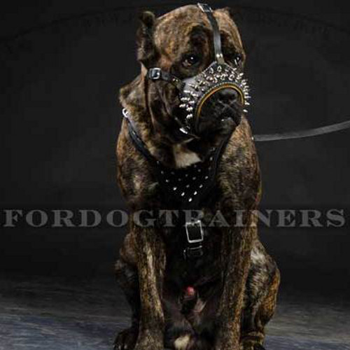 Designer Dog Muzzle with Spikes | Cane Corso Muzzle Super Style