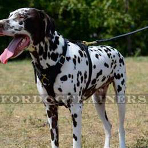 Strong Dog Harness for Large Dog Training - Best for Dalmatian