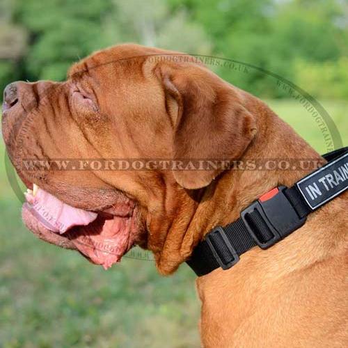Dogue De Bordeaux Collar Best for K9 Dogs Training