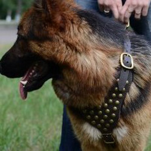 GSD Harness with Brass Studs| German Shepherd Training Equipment - Click Image to Close