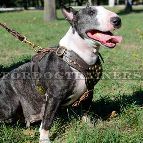 Bull Terrier Studded Walking Dog Leather Harness