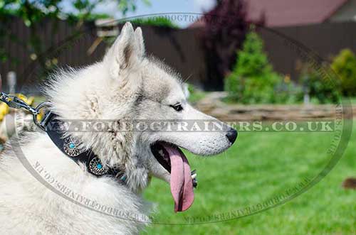 Super Collar for Husky with Blue Studded Design!