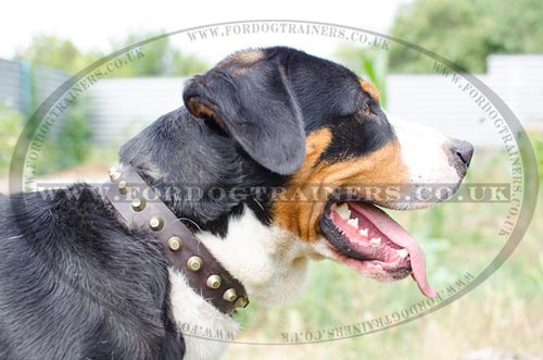 Swiss Mountain Dog Collars UK Best Quality