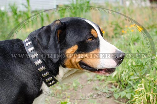 Unusual Dog Collars with Plates | Swiss Mountain Dog Collars UK