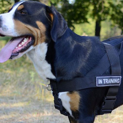 Dog Harness K9 for Swiss Mountain Dog Training