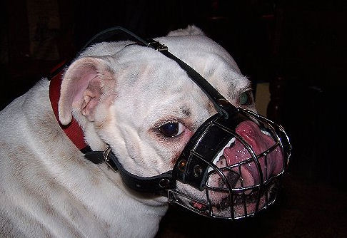 Bestseller Dog Muzzle Wire Basket for Bulldog Short Snout - Click Image to Close