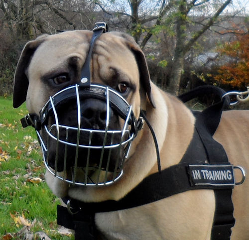 Boerboel Muzzle UK Bestseller from Wire Dog Muzzles Collection - Click Image to Close
