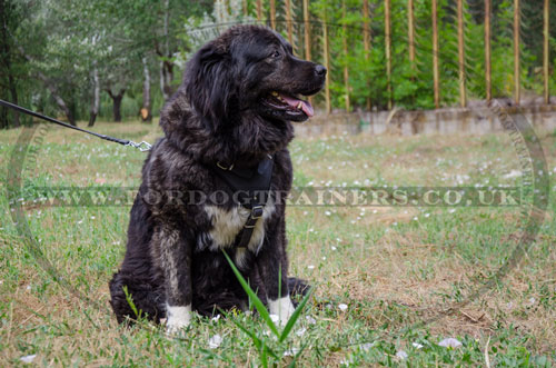 Training Large Leather Dog Harness for Caucasian Ovcharka