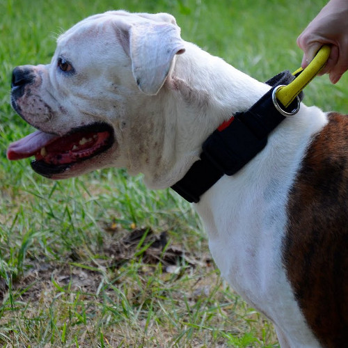 Durable Nylon Dog Collar For American Bulldog